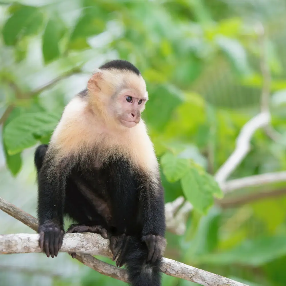 Monkey
