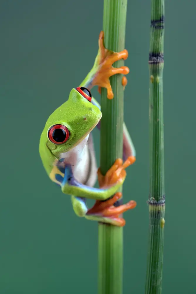 Costa Rica frog