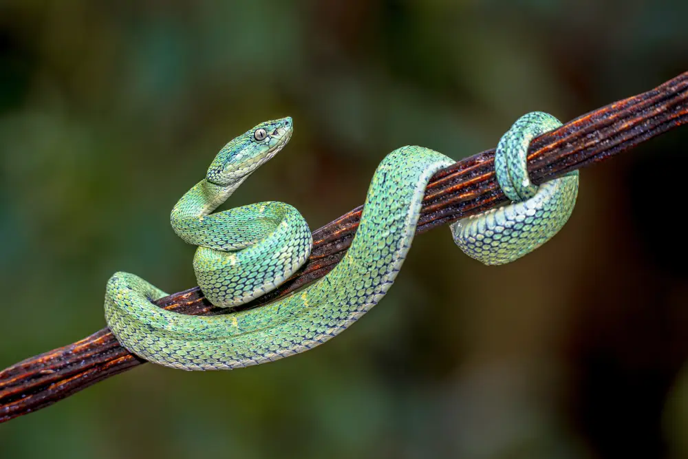 Snake
